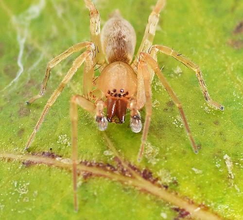 Clubiona sp.